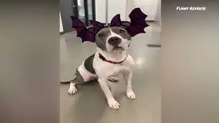 Funny Cats & Dogs Scared of Halloween 🎃😂 | Try Not To Laugh | Cool Pets