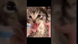 Cute Kitten Hissing 2 #kittenmagic