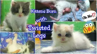 Kittens Born with Twisted Legs.