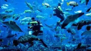 Tiny fish in blue water