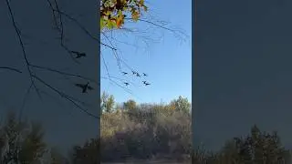 SQUAD WIPE HF Style! @tonyvandemore with some snipers in the blind! #duckhunt #mallards