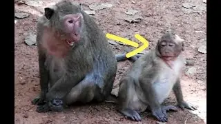 Popeye Mom Bite Her Son Sweetpea Monkey,Why Popeye Do Like This?Sweetpea Cry Loudly