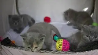 Британским котятам 1 мес.   