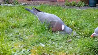 Garden camera trapping