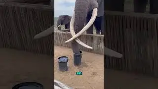¿Cuánta agua cabe en su trompa? 😳💧