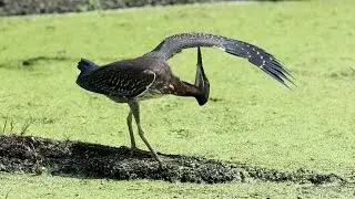 Green Heron