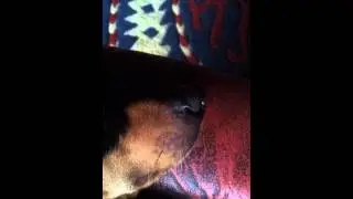 Geburtstagsst&auml;ndchen