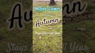 Moss lawn for all season interest