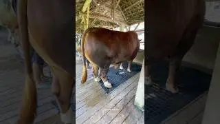 Sapi Jumbo Sapi Desa #peternaksapi #sapi #sapigemuk #sapipedaging #farm  #cow #sapijumbo #sapilucu