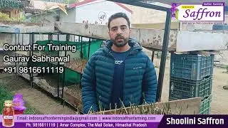 SAFFRON FARMING INFORMATION|BASIC QUESTION AND ANSWER| AEROPONIC- INDOOR SAFFRON FARMING