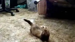 Bandit the ferret attacking the bottom of a cane