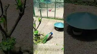 Fiji Kula Nature Park &ndash; A Peaceful Wildlife Escape in Suva 🌿🦜 #nature #birds #travel #zoo #wildlife