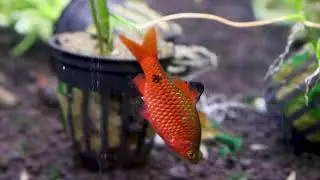 Fish and Aquarium Section at Luke&rsquo;s Pet Store Clips4