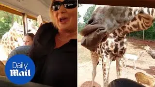 Curious giraffe steals lunch from woman's lap at safari park - Daily Mail