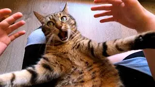Cat Belly Trap from First Person View