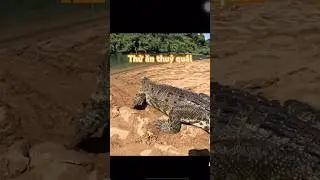 Lần đầu thử ăn thuỷ qu&aacute;i #cuocsongnongthon #fishing #sangvlogs