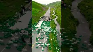 19000 Rabbits Make Pakistani Flag | 14 August  #pakistanflag #14august #terding #verlvideo #foryou