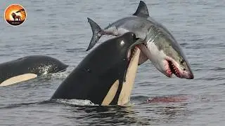 How Orca Takes Down Top Ocean Predators and Establishes Dominance | Wild Animals