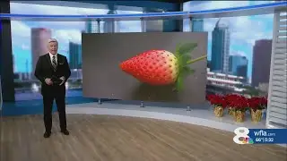 Strawberry growers brace for Florida freeze