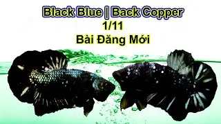 Black Blue Galaxy | Black Copper Galaxy | B&agrave;i Đăng Mới 1/11 | Betta Sales