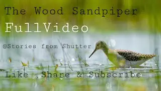 The Wood Sandpiper Bird | Wildlife Video | Green Sandpiper | Stories From Shutter | Wildlife India 😱