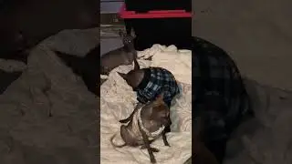 Ikal: De Macho Alfa a Ni&ntilde;era de Xolitos 🍼🐕 xolosramirez.com