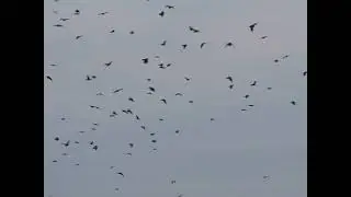 prea multe ciori in Romania !!!