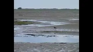 Borkum 2012