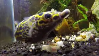 World Famous F8 Puffer 