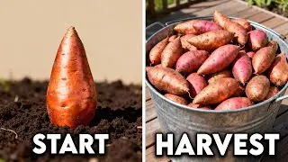 Growing Sweet Potatoes For A Huge Harvest &ndash; How To Grow Sweet Potato