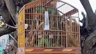 ENCARTE TUI TUI  BITOLA PARA COLEIRO E PAPA CAPIM PARDO E PRETO CANTO FIBRA