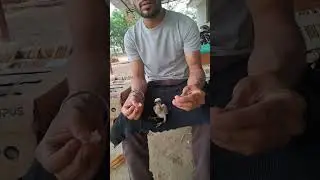 Feeding falcon baby ##falcon #eagles #birds #indianeagle #goldeneagle #indianfalcon #shorts