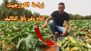 معلومات وارشادات عن زراعة الكورجيت للحصول على إنتاج وفير بأقل التكاليف