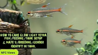 HOW TO CARE GLOW LIGHT TETRA FISH/FEEDING/TANK SETUP & MATE'S/BREEDING/GENDER IDENTIFY IN TAMIL