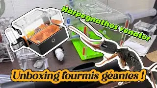 J&rsquo;unboxe des FOURMIS G&Eacute;ANTES incroyables ! (Harpegnathos venator, une esp&egrave;ce exotique fascinante 🐜)