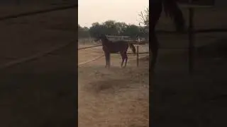 mandha studs colt Ashva Abhiraj by Ashva Abhimaan Dam by Dev Darbar line Ow. ajay ji 8072954127