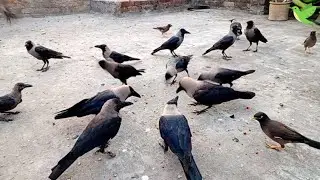 Crows Craze for Food | Beautiful Crow Birds | Crow Sounds | Crows Planet 