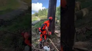 Holz f&uuml;r den Test: Husqvarna 592 XP im Einsatz