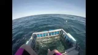Shark Cage diving off of Cape Cod