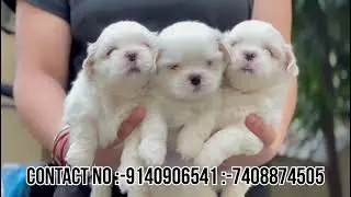 White colour Shitizu male and female | (DOG ADDA) SALONI PET SHOP | Extoics Breeds in Indian