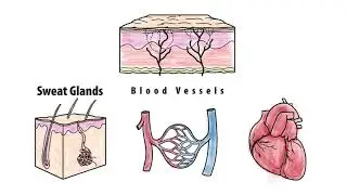 Small Fiber Neuropathy Biopsy Introduction Whiteboard video