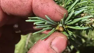 Healthy Sub alpine fir buds from Carbon One Treatments