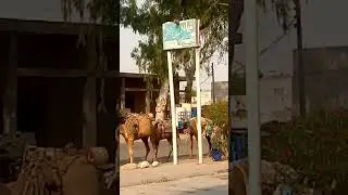 Untho ki kitare | camel 2 | buttg tv |
