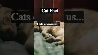 Cats Facts #shorts #facts #catfacts #factshorts  #cozyfacts