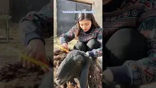 Uyghur kızı Gül’ün hayatı 45/Жизнь уйгурской девушки Гюль 45/Uyghur girl Gül's life 45