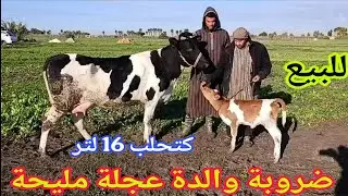 تباااارك الله💫 ضروبة والدة عجلة مليحة 💥إتصل 06.63.36.48.57📞 ألو سي العلوة نواحي الغرب🇲🇦 