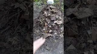 Permaculture garden update 12 /21/2025