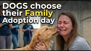 One Moment Changed Their Lives Forever — Watch These Dogs Choose Their Humans #dogadoption