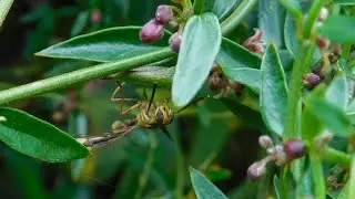 Brachycera