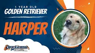 Harper, 1 Year Old Golden Retriever | Off Leash K9 Training | Northern Virginia Dog Trainers
